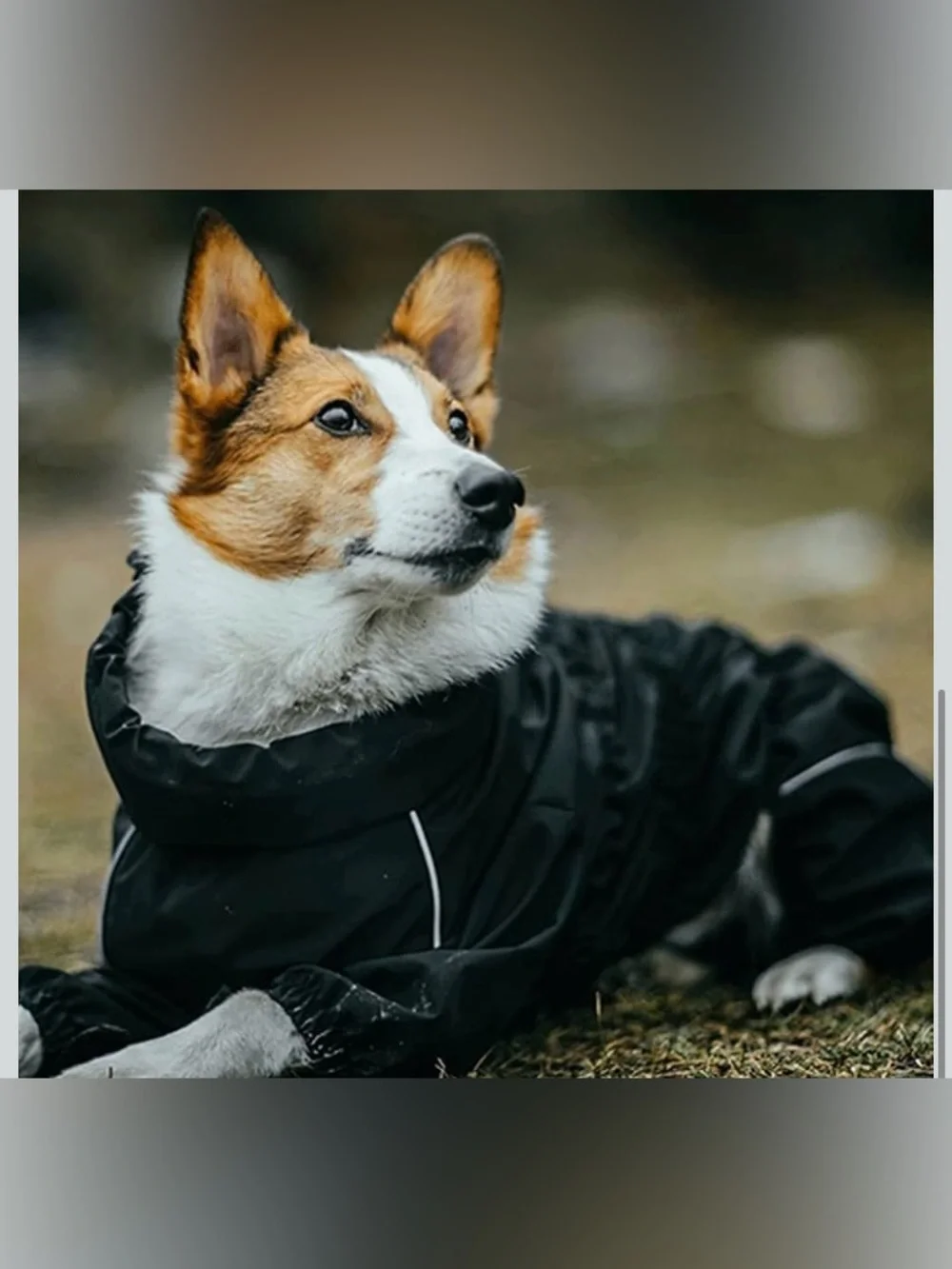 NWOT Asmpet Waterproof Black Dog Coat for Pets 2XL S63